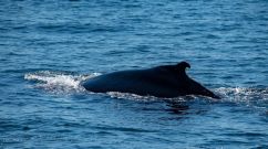 humpback whale