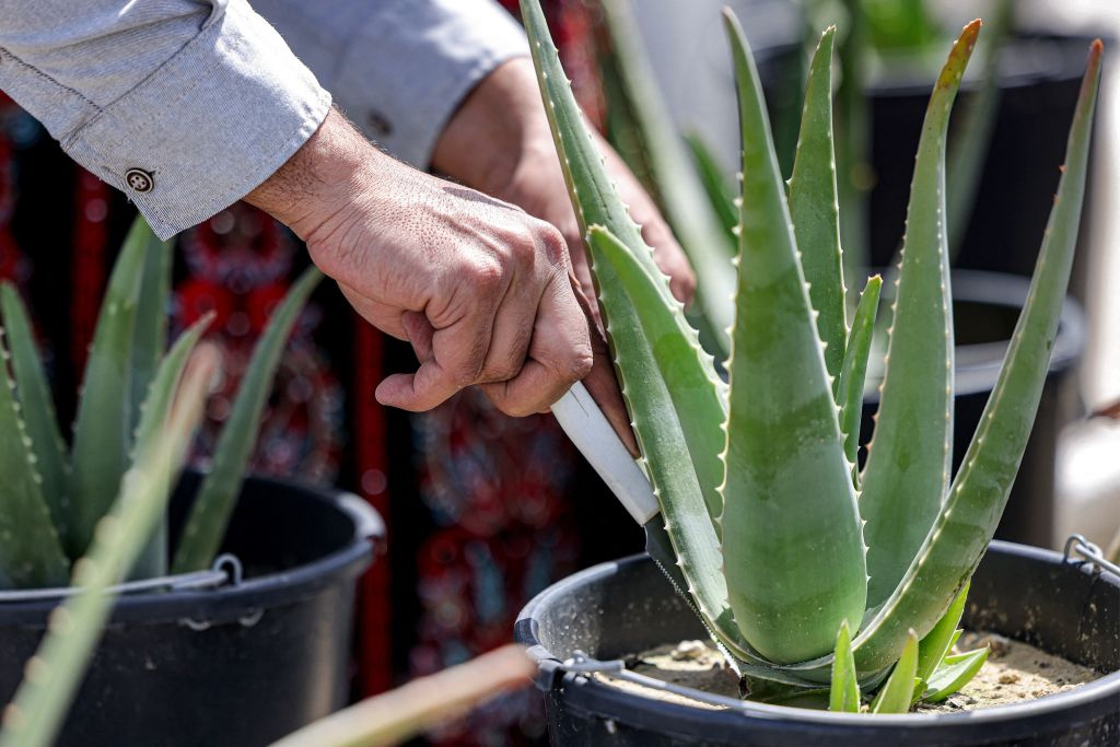Aloe Vera Peels and Rinds Have Bioactive Compounds Useful as Natural ...