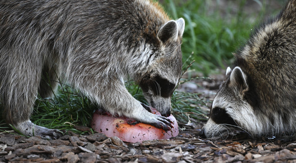 Invasive Raccoons Belgium Struggles With Racoon Invasion, Environment Minister Plans on ...