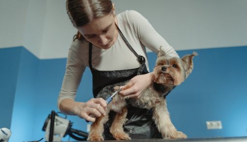 A Woman Grooming a Dog