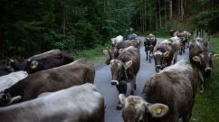 Annual Alpine Cattle Drive At Bad Hindelang