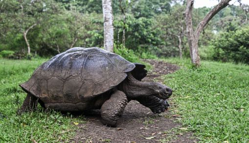 ECUADOR-ENVIRONMENT-GALAPAGOS