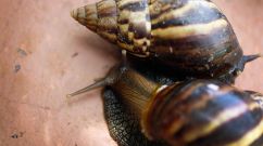 A photo of Giant African land snails' impact on plants in Florida.