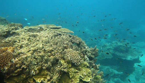 Lady Elliot Island in Great Barrier Reef Marine Park
