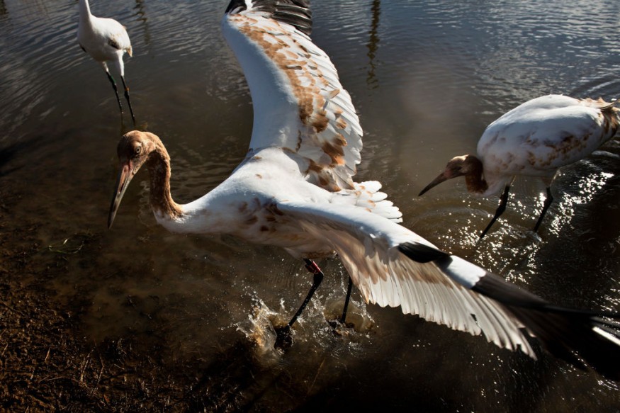 Endangered Whooping Cranes Killed in Oklahoma Results in Confiscated Shotguns, $68000 Fines