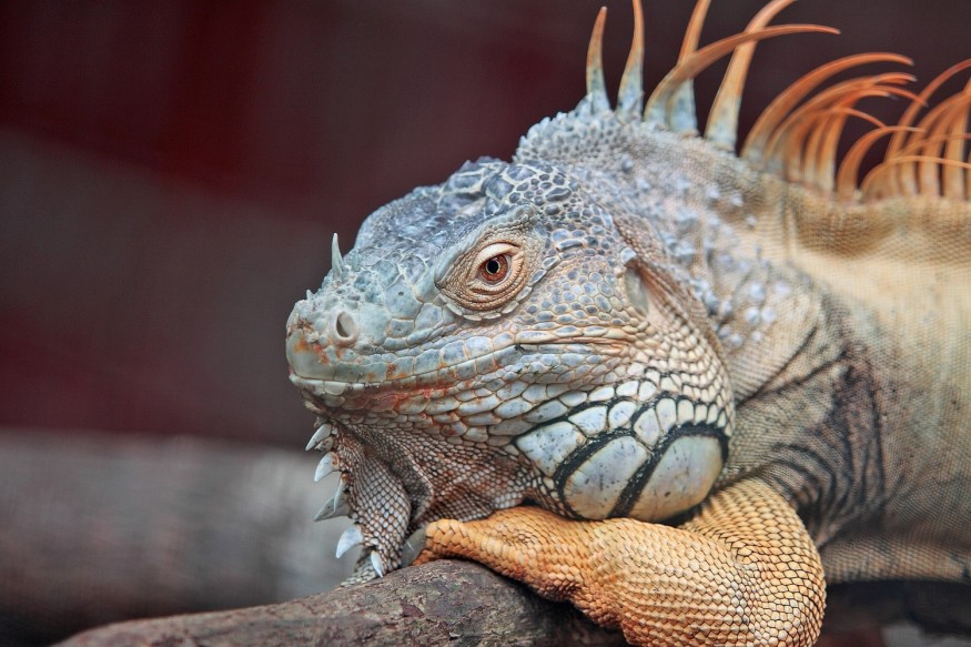 Iguana, Reptile, Lizard, Animal, Close
