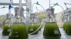 PERU-BIOLOGY-WATER-ALGAE-DECONTAMINATION