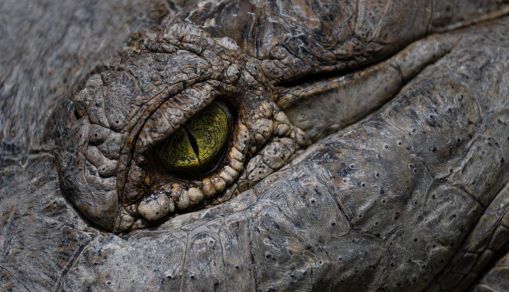 "Last Crocodile in Europe" - Fossils of Largest Ever Crocodile Unearthed 4.5 Million Years Later
