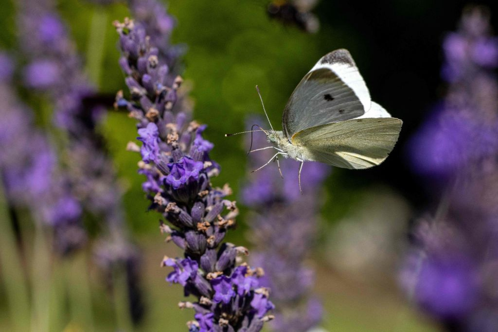 Non-Destructive Methods Revolutionize Insect Research: How To Learn ...