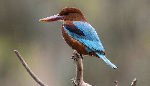 ISRAEL-ANIMAL-BIRD-KINGFISHER