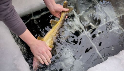 Fishing Tournament Cheater Who Used Lead Weights, Also Caught Poaching Antlered Whitetail Deer