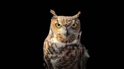 Owl Eyes