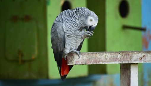African Grey Parrot