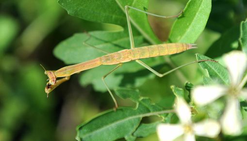 Praying Mantis