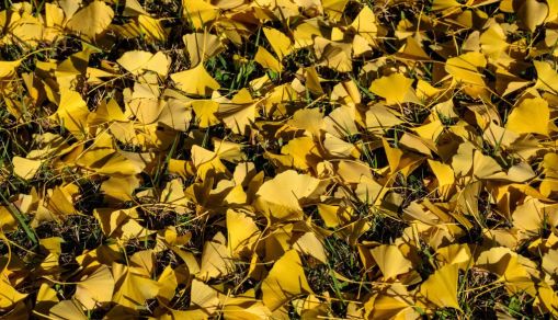 SKOREA-LIFESTYLE-AUTUMN