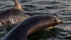 DENMARK-ANIMALS-DOLPHINS