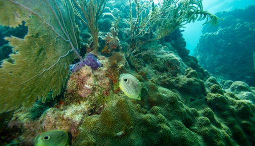 US-ENVIRONMENT-DIVING-CORAL