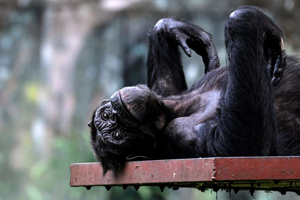 Chimpanzees Go Fishing for Termites in the Dry Season, Study Finds