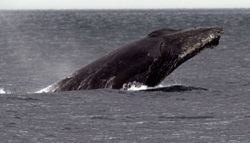 TOPSHOT-PANAMA-NATURE-WHALE