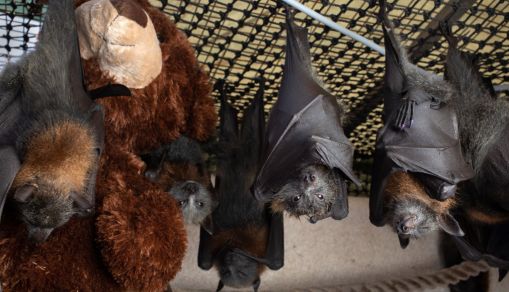 bats