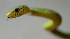 Green Mamba
