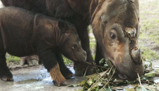 Sumatran rhinoceros