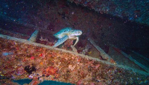 US-ENVIRONMENT-OCEANS