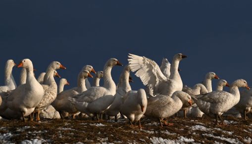 GERMANY-WEATHER-SNOW