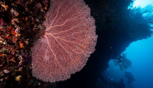 INDONESIA-ENVIRONMENT-MARINE