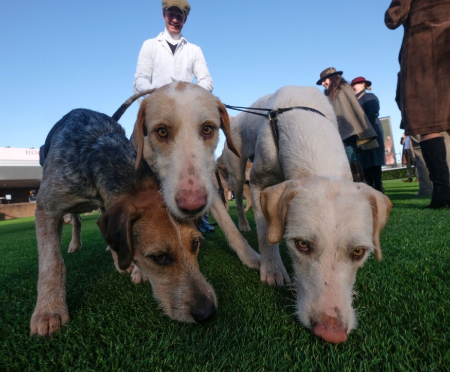 dogs