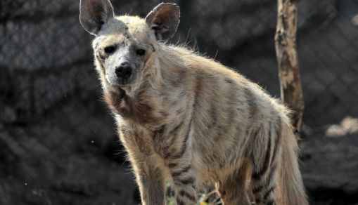 SUDAN-ANIMAL-WILDLIFE-RESERVE