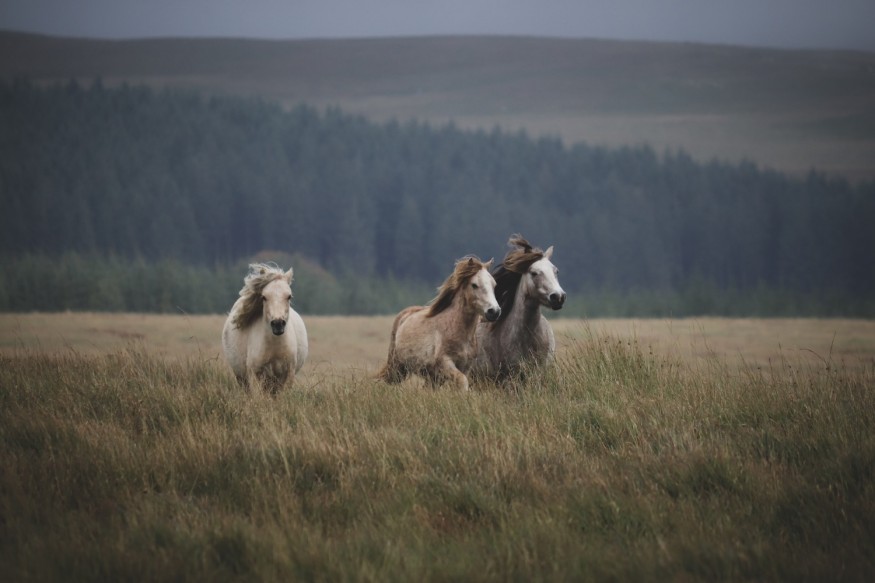 Horse Helicopter Shootings