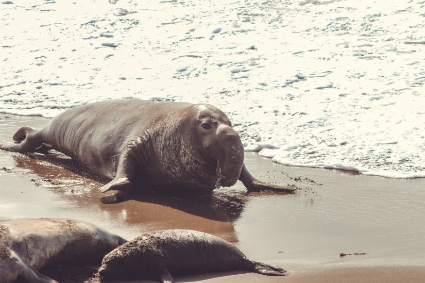 Elephant Seal