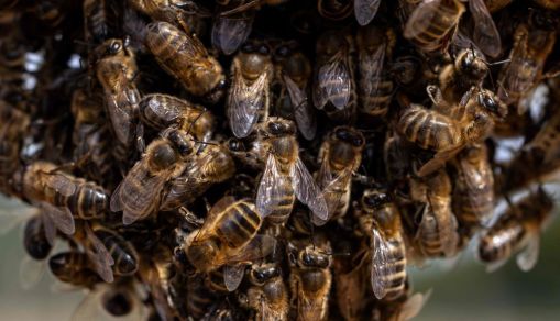 FRANCE-NATURE-ANIMAL