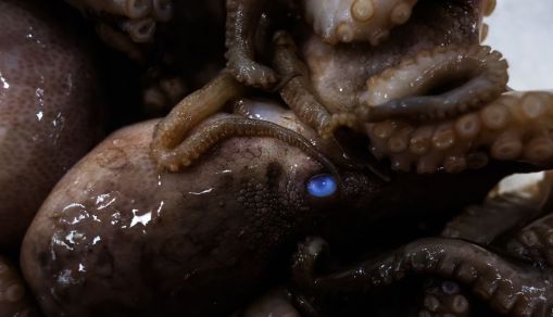 People Flock To Sydney Fish Market Ahead Of Christmas
