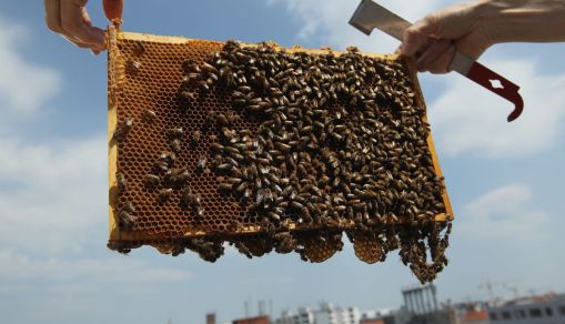 Urban Beekeeping Growing In Popularity