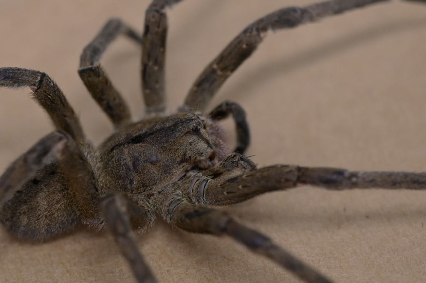 spider