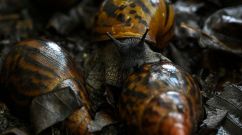 ICOAST-ENVIRONMENT-ANIMAL-SNAILS
