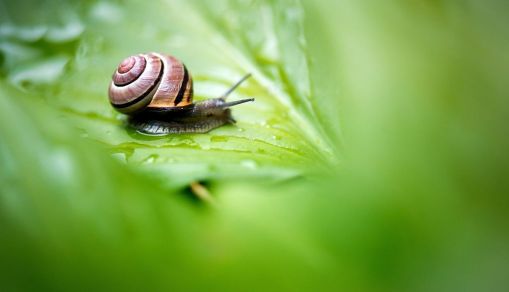 GERMANY-ANIMALS