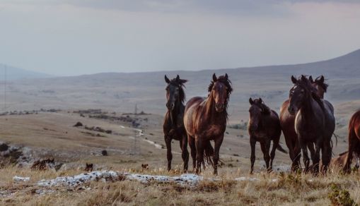 Przewalski’s Horse: Wild Horses in Mongolia Saved From Extinction