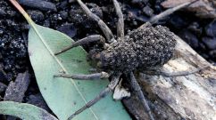 A garden wolf spider (Lycosa) carries he