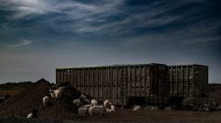 a group of animals standing around a pile of dirt