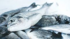 pile of gray fishes