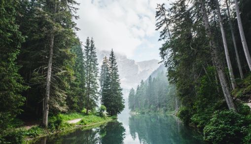 body of water surrounded by pine trees during daytime