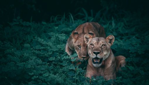 two lioness on green plants