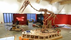 sample of a winged dinosaur