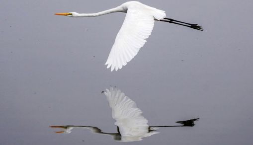 TOPSHOT-INDIA-ANIMAL