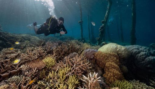 INDONESIA-ENVIRONMENT-MARINE