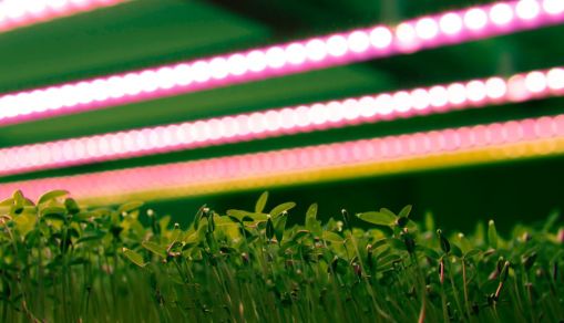 FRANCE-NETHERLANDS-BRITAIN-AGRICULTURE-PLANTS