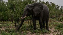 An elephant